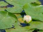 Washington State, USA. Water lily in pond. Art Print